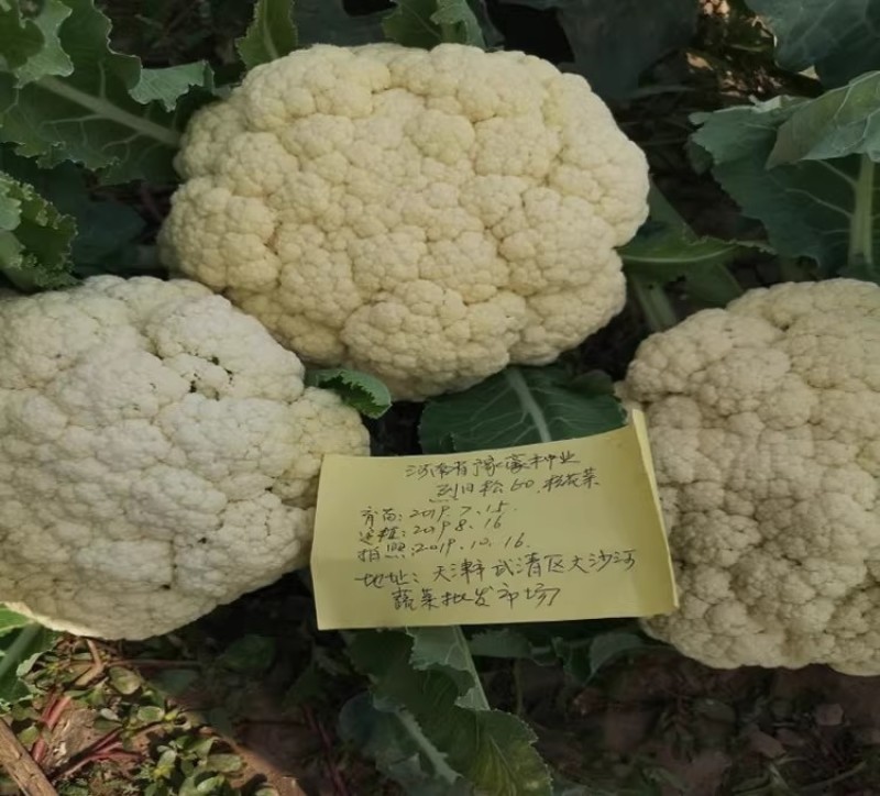 烈日松60松花菜种子耐热早熟高产耐高温花椰菜种籽