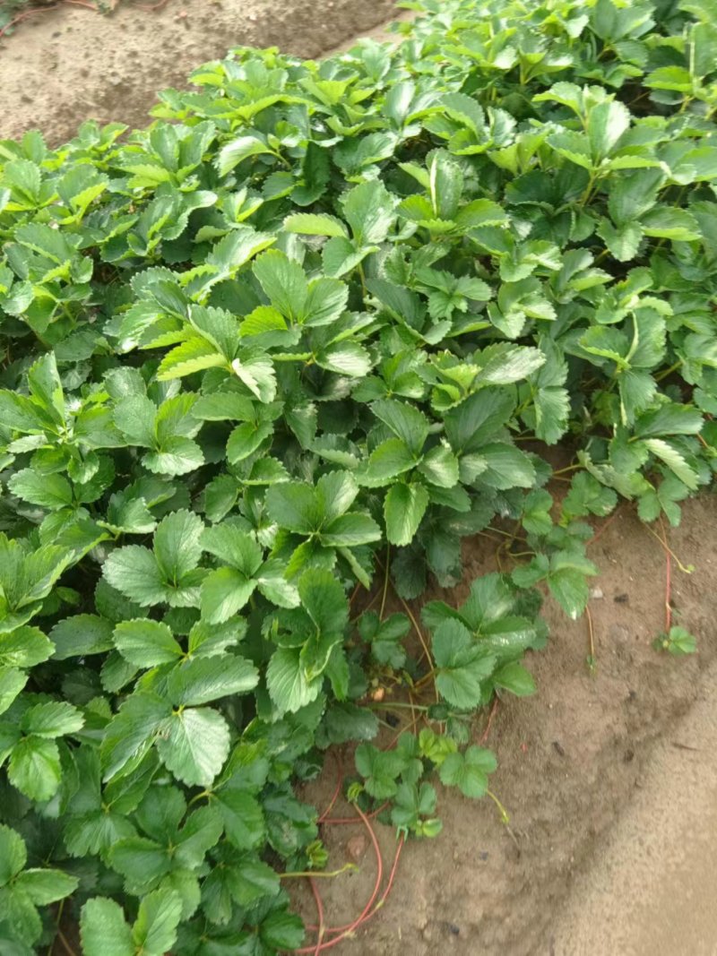 草莓苗安徽草莓苗产地直发品种齐全量大优惠对接全国