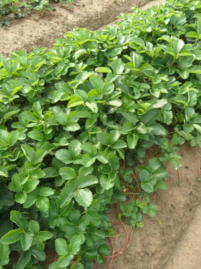 草莓苗安徽草莓苗产地直发品种齐全量大优惠对接全国