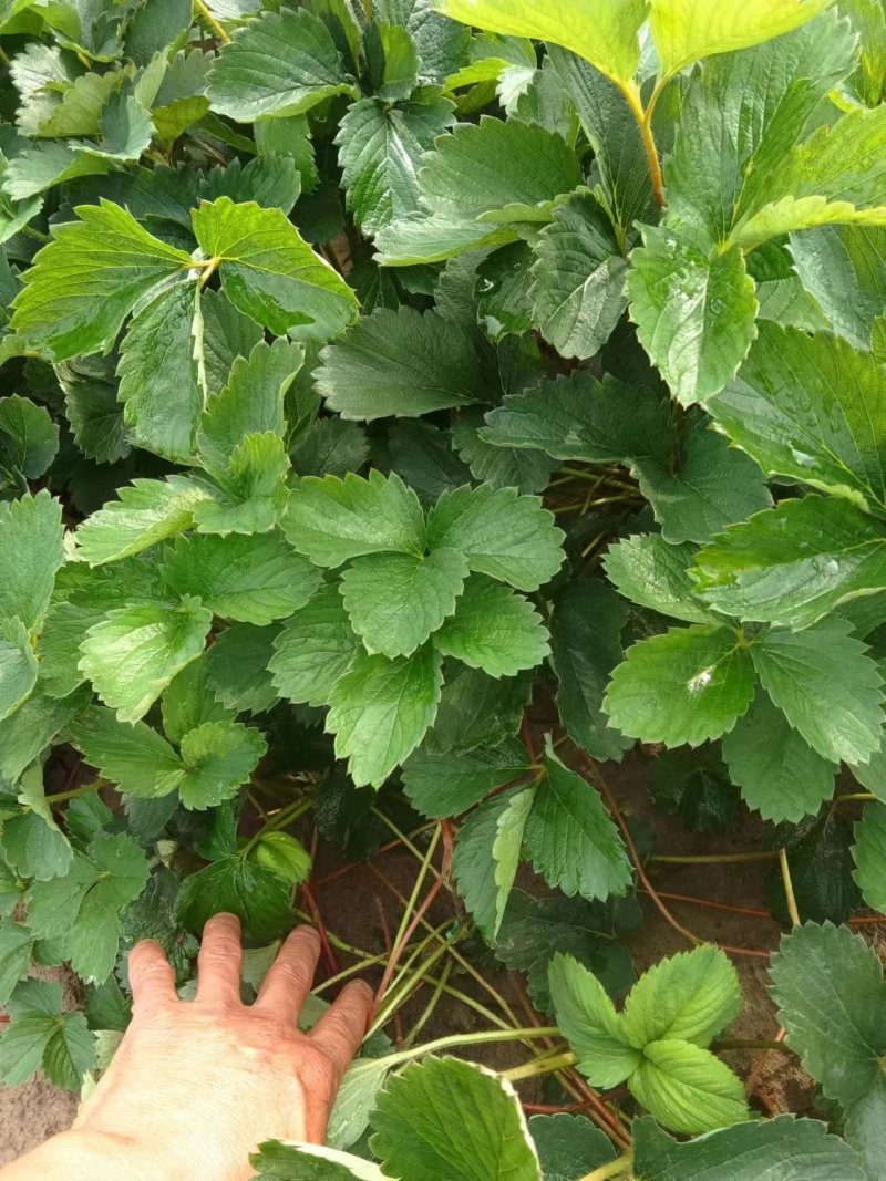 草莓苗安徽草莓苗产地直发品种齐全量大优惠对接全国