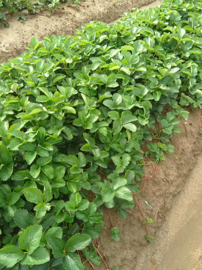 草莓苗安徽草莓苗产地直发品种齐全量大优惠对接全国