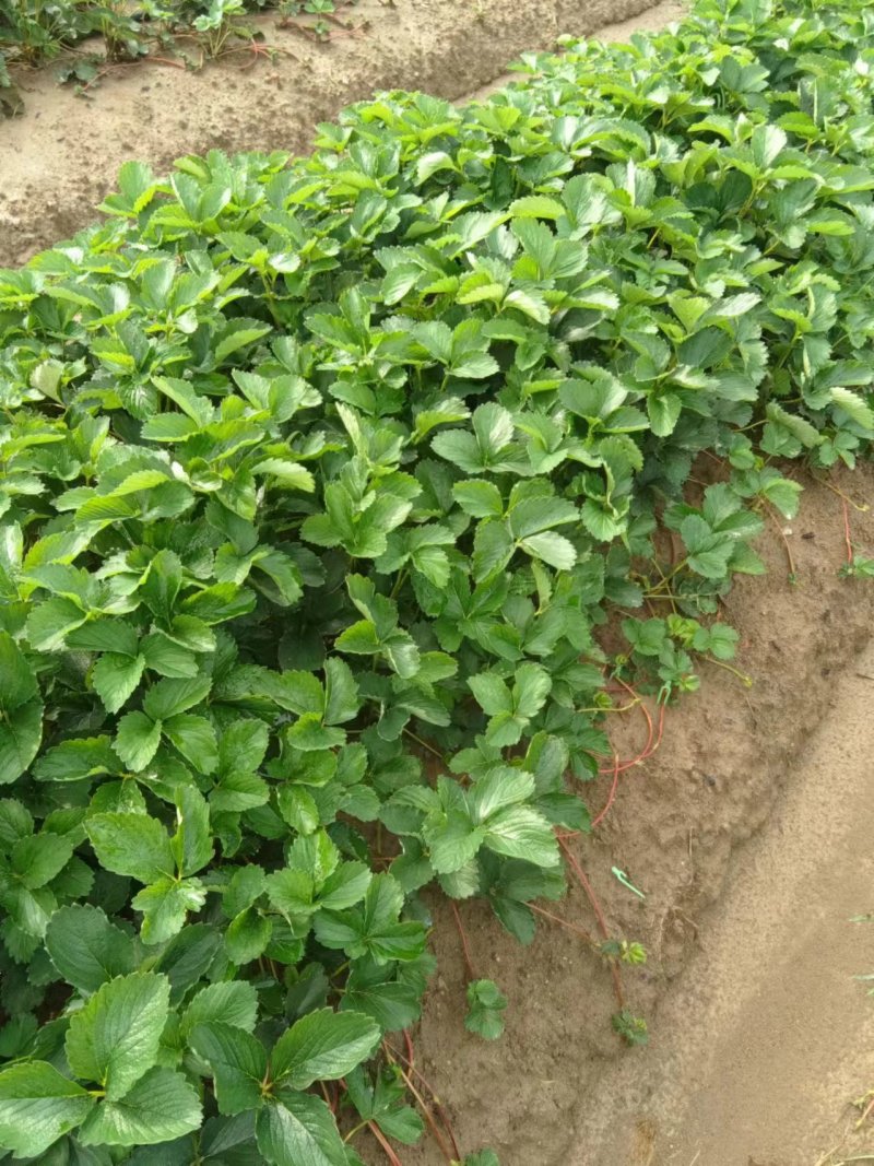 草莓苗安徽草莓苗产地直发品种齐全量大优惠对接全国