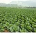 甘蓝扁包菜基地直供量大质优价格优惠一手货源欢迎采购