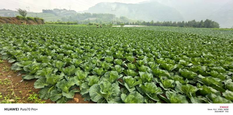 甘蓝扁包菜基地直供量大质优价格优惠一手货源欢迎采购