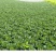 甘蓝扁包菜基地直供量大质优价格优惠一手货源欢迎采购