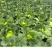 甘蓝扁包菜基地直供量大质优价格优惠一手货源欢迎采购