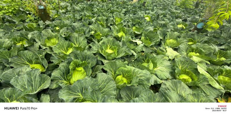 甘蓝扁包菜基地直供量大质优价格优惠一手货源欢迎采购