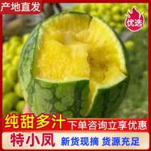 特小凤西瓜保质保量专业代办诚信合作可日供10万斤