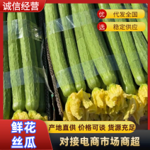 鲜花丝瓜，产地供应，各大批发市场，商超，电商，量大质优！