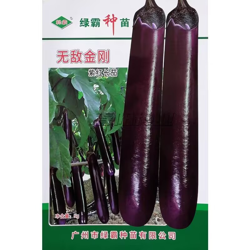 无敌金刚紫红长茄种子中早熟顺直美观果皮深紫红色