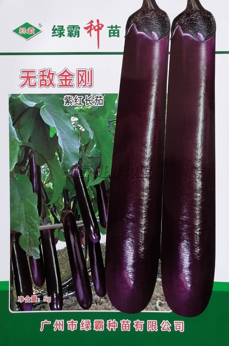 无敌金刚紫红长茄种子中早熟顺直美观果皮深紫红色