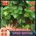 草莓苗安徽草莓苗产地直发品种齐全量大优惠对接全国