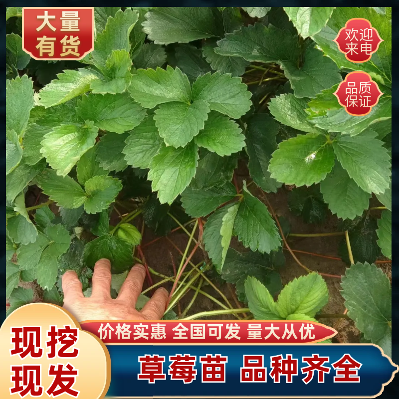 草莓苗安徽草莓苗产地直发品种齐全量大优惠对接全国
