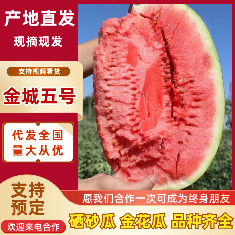 宁夏精品硒砂瓜金花金城5号西瓜石头瓜产地直发包熟包甜