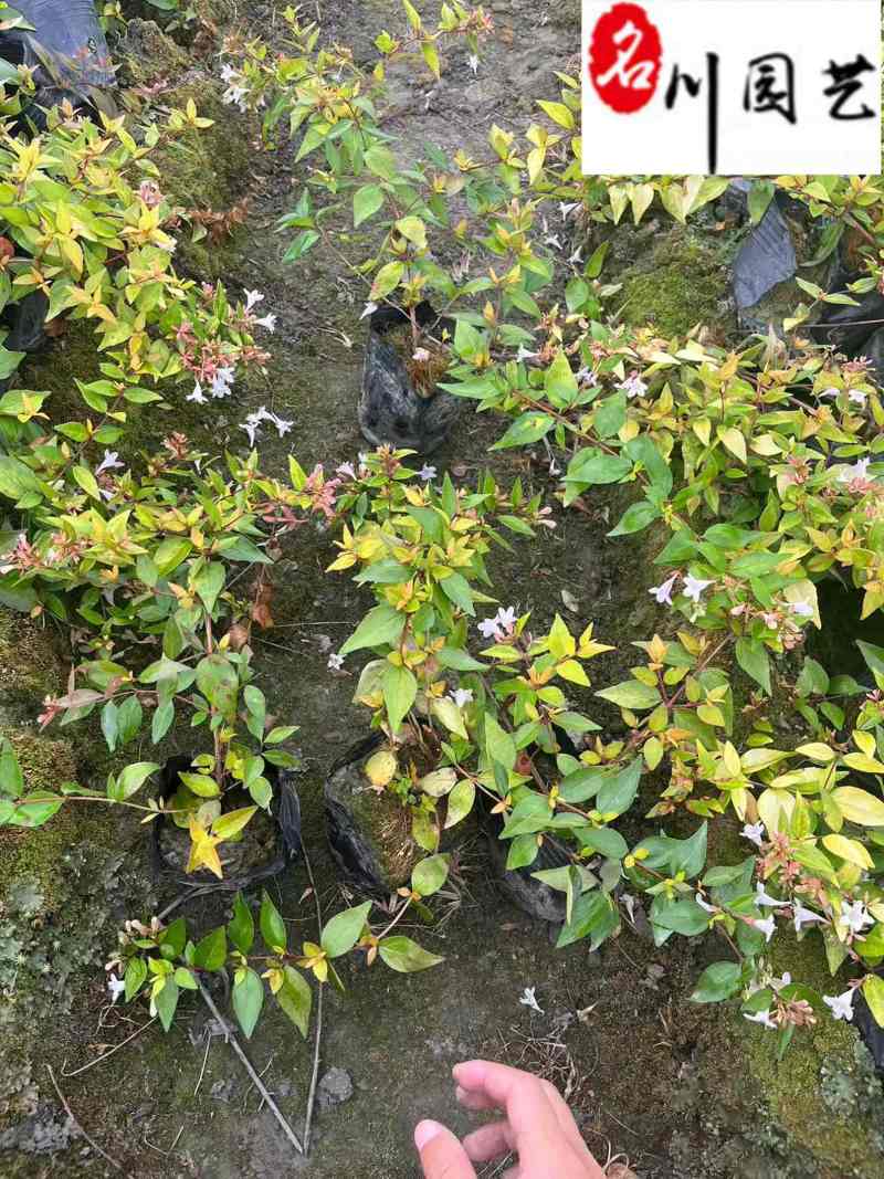 大花六道木杯苗盆苗批发四季常绿花境花坛绿篱栽培