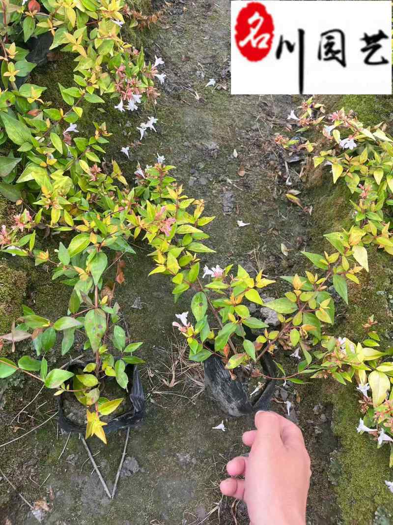 大花六道木杯苗盆苗批发四季常绿花境花坛绿篱栽培
