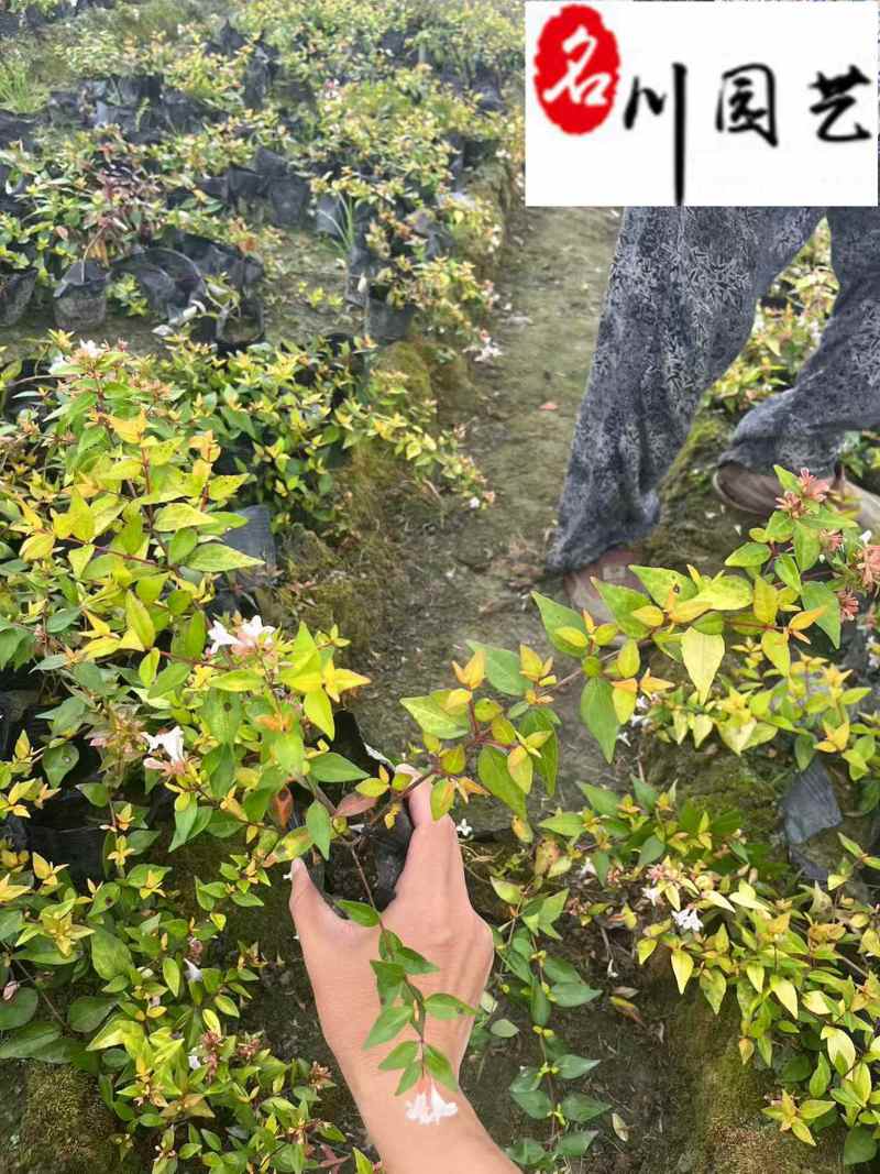 大花六道木杯苗盆苗批发四季常绿花境花坛绿篱栽培