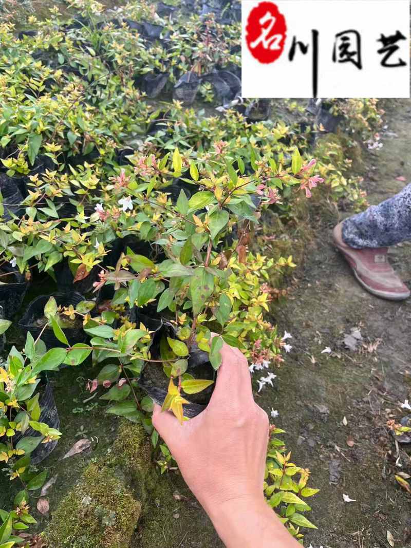 大花六道木杯苗盆苗批发四季常绿花境花坛绿篱栽培