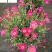 玛格丽特苗圃基地直销成都花卉批发花境花坛绿化带栽培