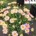 玛格丽特苗圃基地直销成都花卉批发花境花坛绿化带栽培
