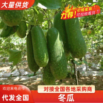 山东冬瓜/临沂吊冬瓜/山东小冬瓜产地直发，实力供货，整车