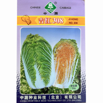 吉红308秋播大白菜种子冬储橘红心白菜种子抗病耐寒