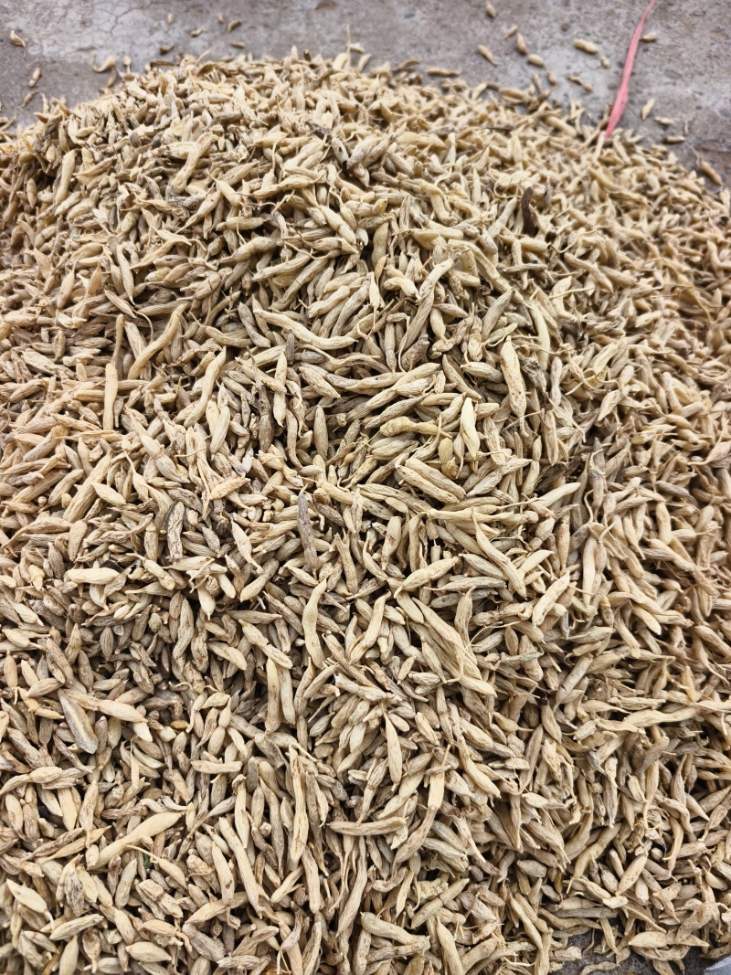 【优质推荐】野生麦冬大量有货保质保量常年供应