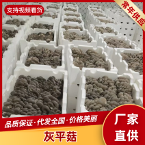贵州高山平菇品质保证诚信经营欢迎联系接商超市场电商
