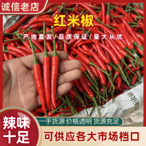 红米椒小米椒辣度适中规格齐全皮毛鲜亮正宗味道