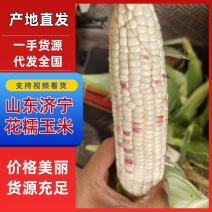 山东济宁精品花糯玉米产地直发对接全国商超市场电商