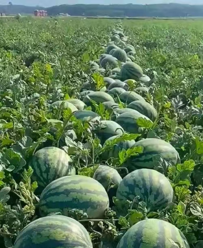 河南开封精品美都西瓜产地直发量大从优欢迎电联