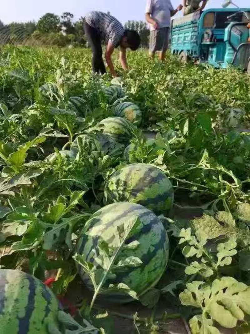 河南开封精品美都西瓜产地直发量大从优欢迎电联