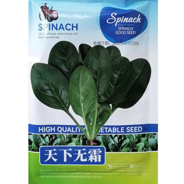 耐热进口菠菜种子天下无霜高抗霜霉病直立抗热圆叶菠菜
