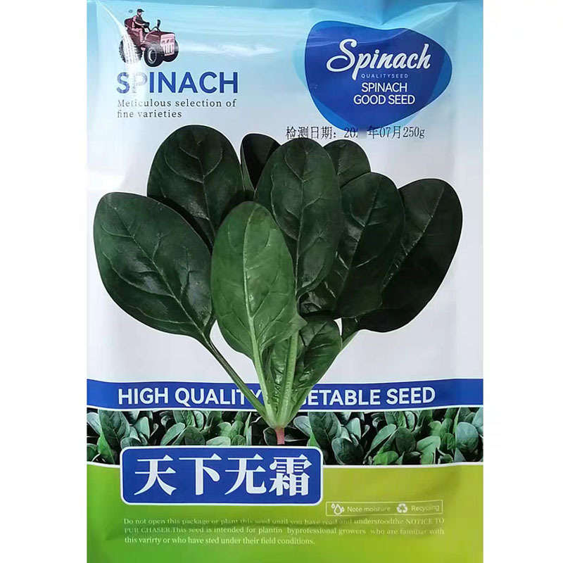耐热进口菠菜种子天下无霜高抗霜霉病直立抗热圆叶菠菜