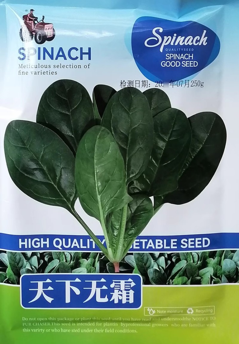 耐热进口菠菜种子天下无霜高抗霜霉病直立抗热圆叶菠菜