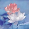 山东恳艺农场的一亩田店铺