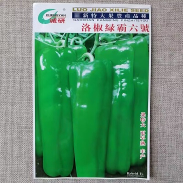 特大牛角椒种子洛椒绿霸六号大果型高抗病害大田高产