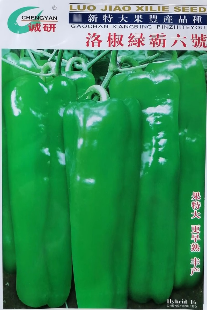 特大牛角椒种子洛椒绿霸六号大果型高抗病害大田高产