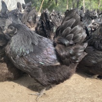 甄蛋鲜叶黄素乌骨鸡蛋