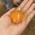 甄蛋鲜叶黄素乌骨鸡蛋