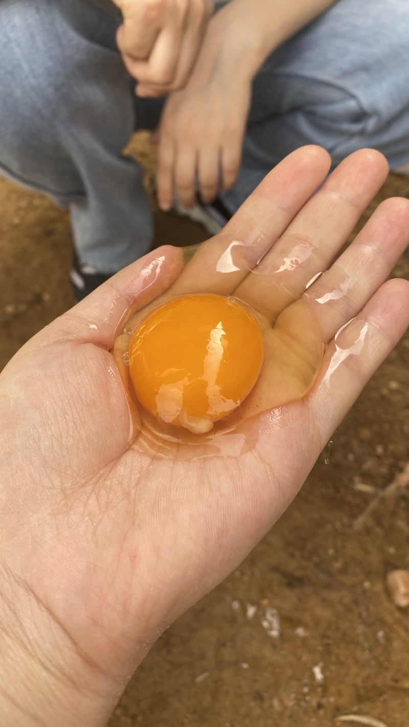 甄蛋鲜叶黄素乌骨鸡蛋
