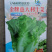 意大利耐抽苔生菜种子半结球生菜种籽大田基地用生菜品种
