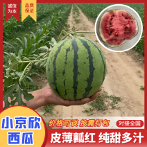 台头陆地小京欣西瓜天津西瓜产地直发质量三包对接全国