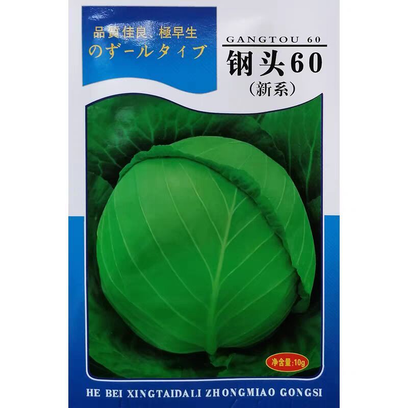 钢头60甘蓝种子绿包菜一代杂交种子中早熟甘蓝种子