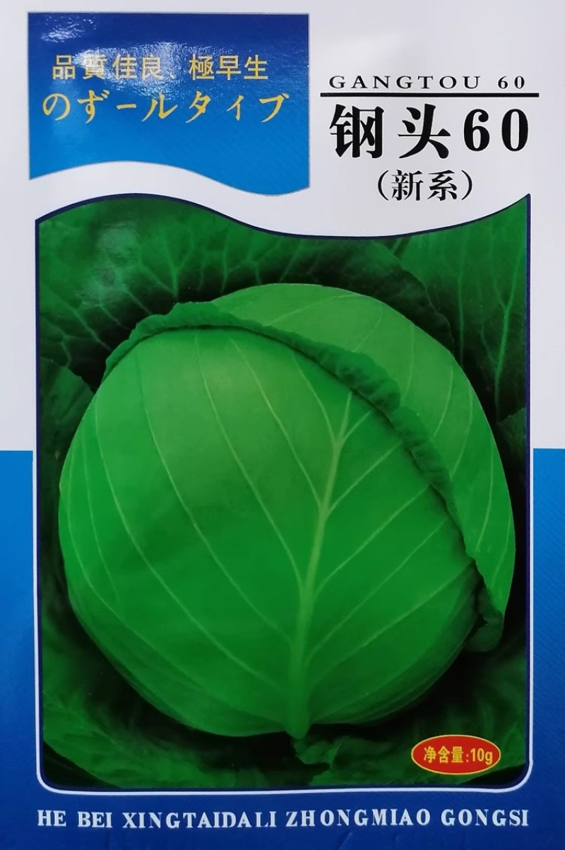 钢头60甘蓝种子绿包菜一代杂交种子中早熟甘蓝种子