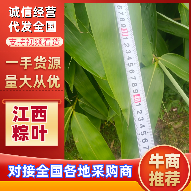 【品质保证】粽叶大量供应一手货源欢迎来电咨询