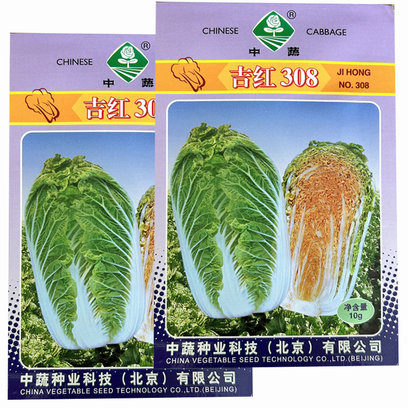 吉红308大白菜种子橘红心秋播白菜高产抗病口感好耐寒