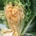 吉红308大白菜种子橘红心秋播白菜高产抗病口感好耐寒