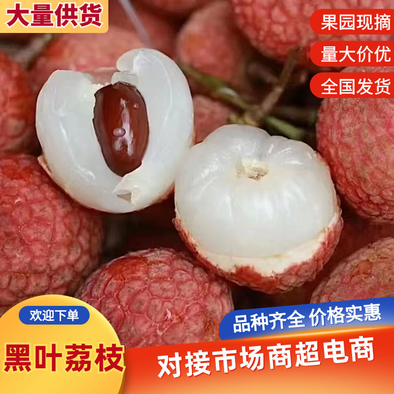 黑叶荔枝（广西荔枝）现摘现发品种齐全，对接电商市场批发商