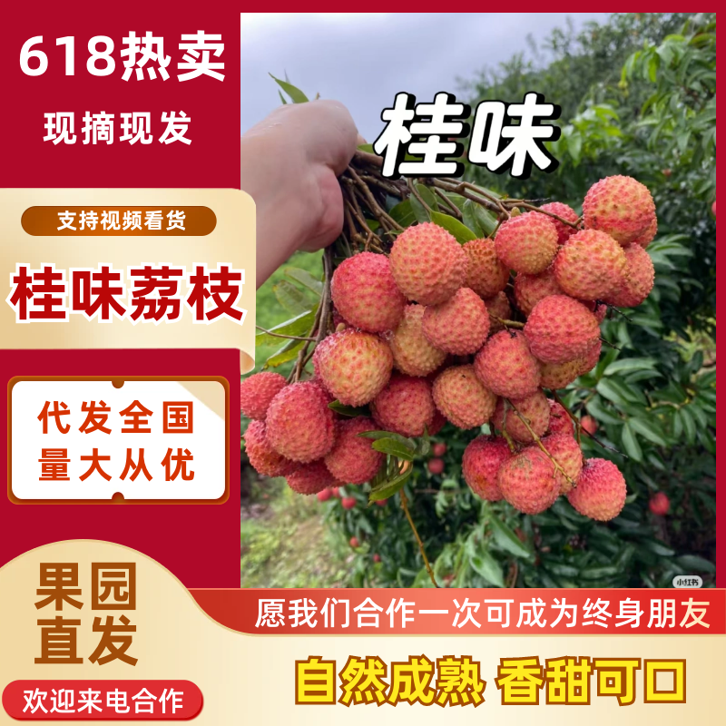 桂味荔枝广西荔枝产地一手货源，大吨位供货，对接电商市场